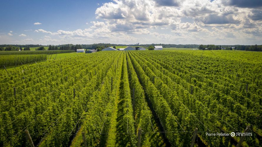 Agro-Alimentaire, COMMERCIALE, Google, PHOTO-DRONE, Pierre Pelletierl, Publicitaire, industrielle, photographe-professionnel-a-quebec, photographie-commerciale, photographie-publicitaire