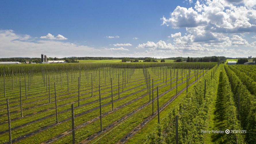 Agro-Alimentaire, COMMERCIALE, Google-MB_publié, PHOTO-DRONE, Pierre Pelletierl, Publicitaire, industrielle, photographe-professionnel-a-quebec, photographie-commerciale, photographie-publicitaire