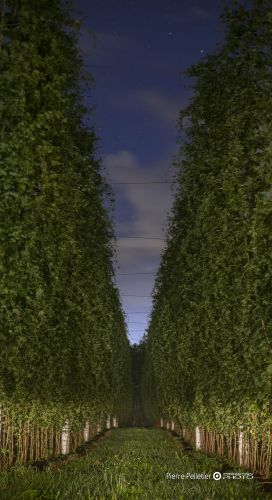 Agro-Alimentaire, COMMERCIALE, Publicitaire, industrielle